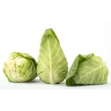 Spitzkohl