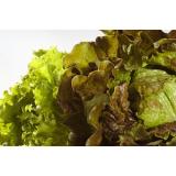 Salat gemischt