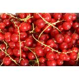 Johannisbeeren rot 250g Schale