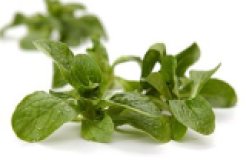 Ackersalat