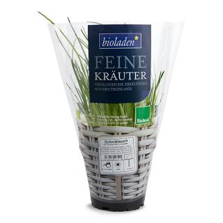 Schnittlauch im Topf