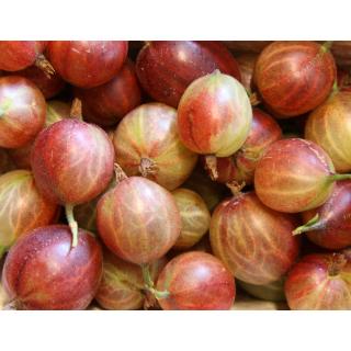 Stachelbeeren 250g Schale
