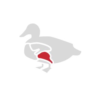 Entenkeule (2 Stück, ca. 0,45 kg)