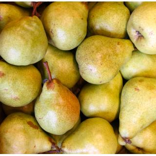 Birnen Anjou