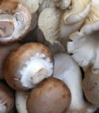 Pilze gemischt