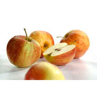 Frühäpfel Gravensteiner